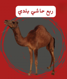 ربع حاشي بلدي